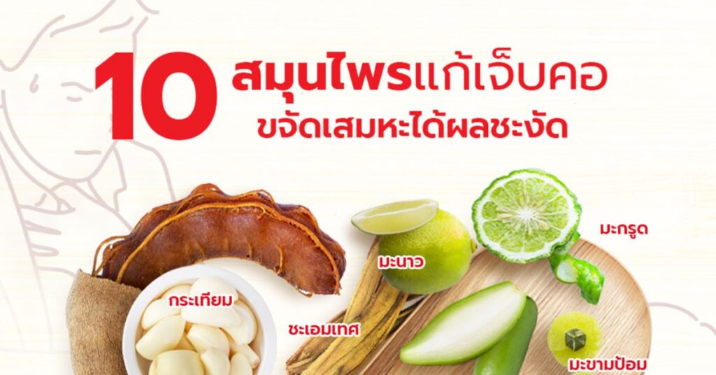 10 สมุนไพร แก้เจ็บคอ ขจัดเสมหะได้ผลชะงัด (งู่อึ่งอี้)