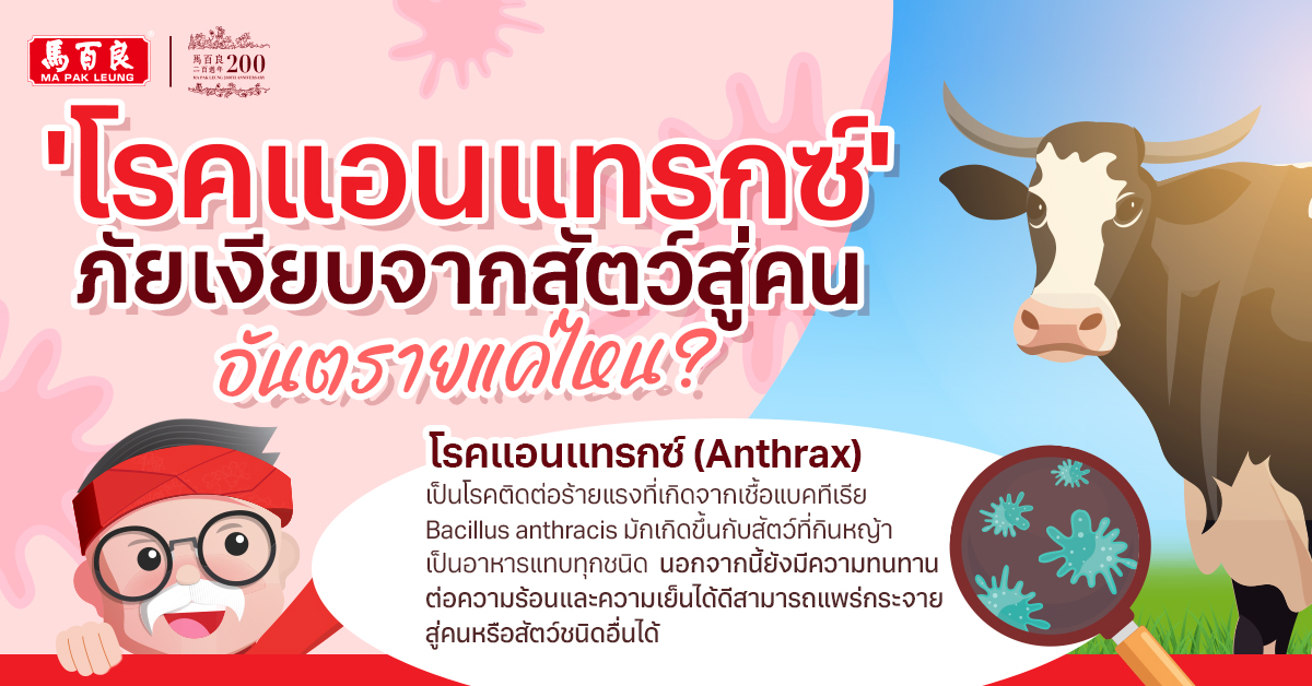 มาทำความรู้จัก 'โรคแอนแทรกซ์' ภัยเงียบจากสัตว์สู่คน ที่หลายคนสงสัยว่า... มันอันตรายแค่ไหนกัน ?